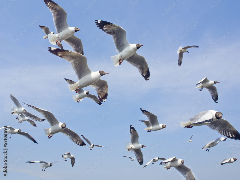 Fototapeta premium seagull on blue sky background