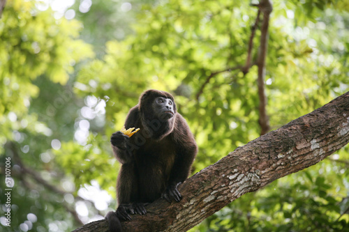 Ateles geoffroyi vellerosus Spider Monkey in Panama eating banan © dacasdo