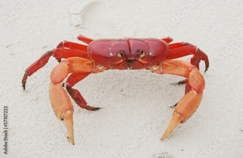 Red land crab, Cardisoma crassum, in the sand photo