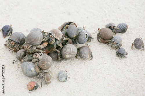 hermit crab on the beach photo