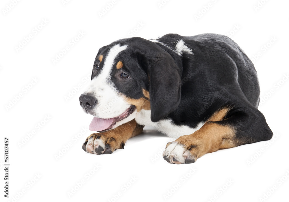 Greater Swiss Mountain Dog Greater Swiss Mountain Dog