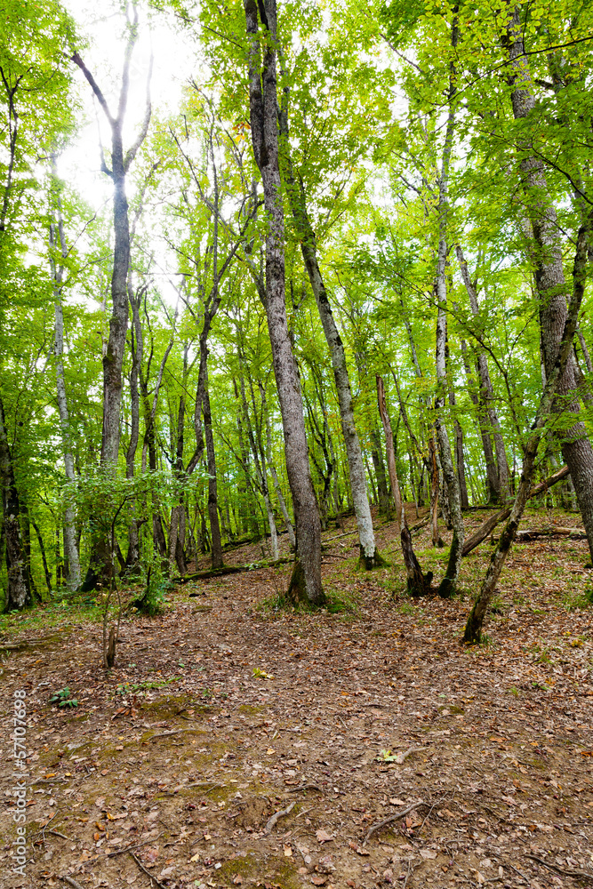 Fototapeta premium forest in caucasus mountains