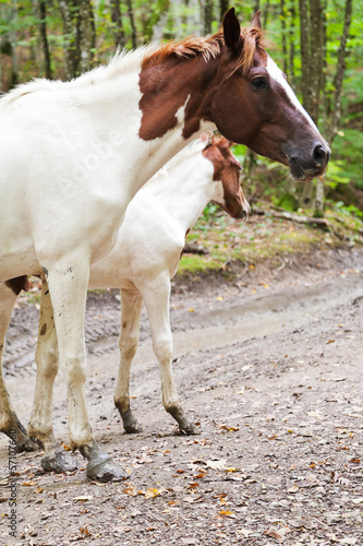 piebald horse and foal on forest road
