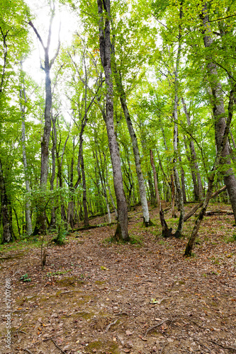 forest in caucasus mountains