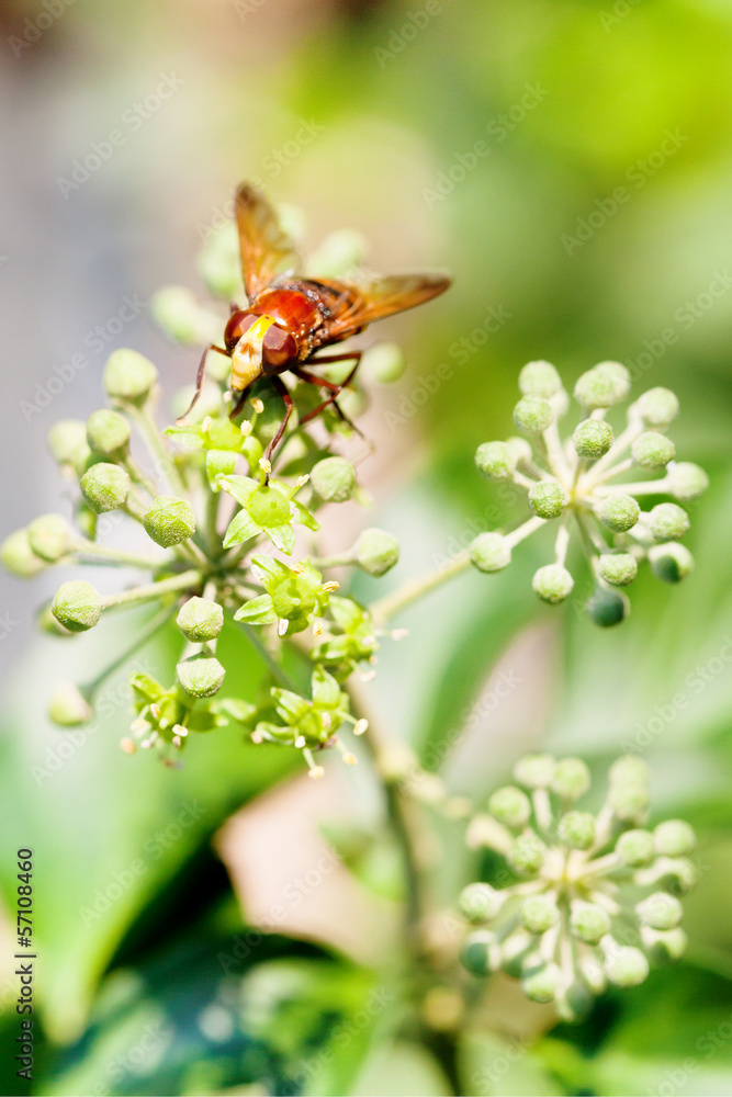 flower fly volucella inanis on blossoms of ivy flower fly volucella inanis on blossoms of ivy
