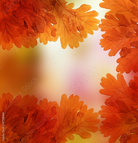 autumn oak leaves photo