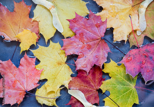 maple leaves in a puddle