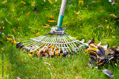 cleaning green lawn from fallen leaves