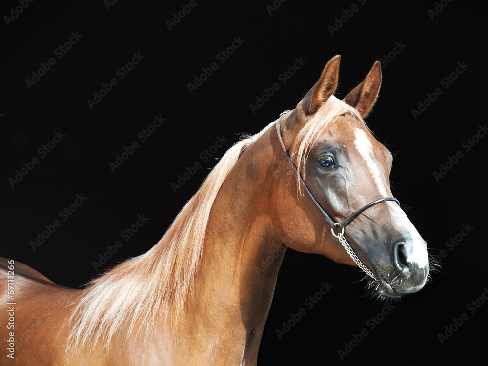 Fototapeta premium portrait of young arabian filly at black background