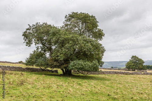 Tree In Field uk Dales