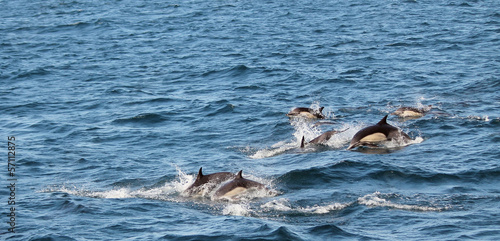 Pack of common dolphins in large pod, Sta Cruz channel island © Xenomanes