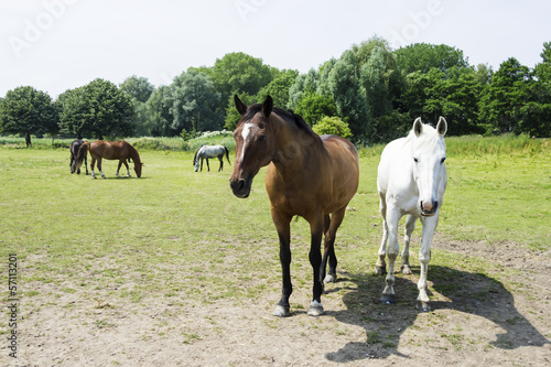 herd of horses