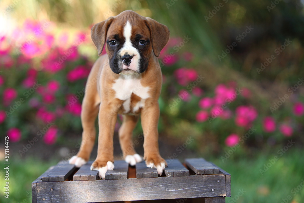 Boxer Puppy Standing on Wooden Crate StockFoto Adobe Stock