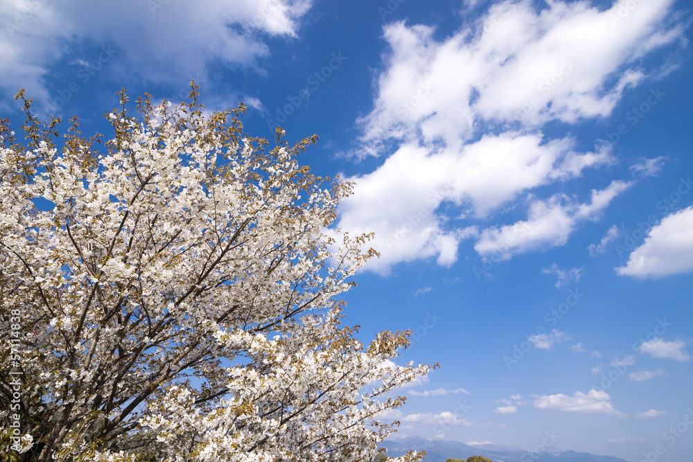 満開の山桜の花と空 満開の山桜の花と空