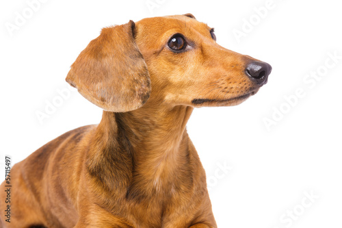 Dachshund Dog looking at a side