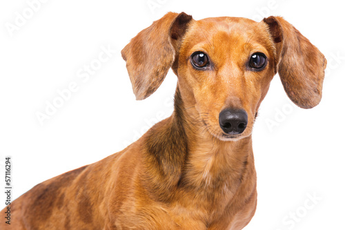 Dachshund Dog