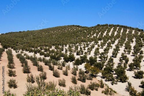 Olive groves in mountains, Montefrio, Spain © Arena Photo UK