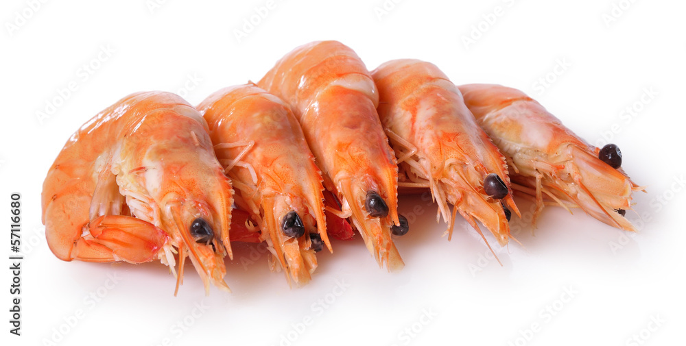 Langostinos aislados