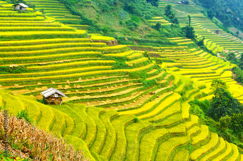 Terraced rice fields © sonha