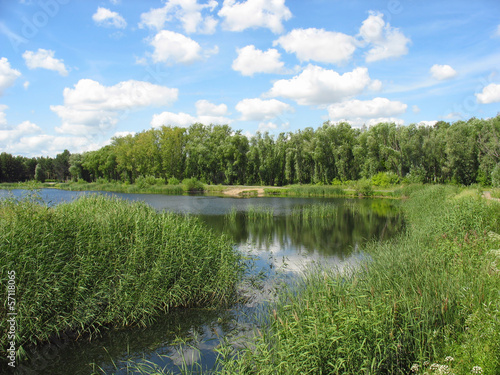 Fototapeta Naklejka Na Ścianę i Meble -  Summer landscape: pond in the park