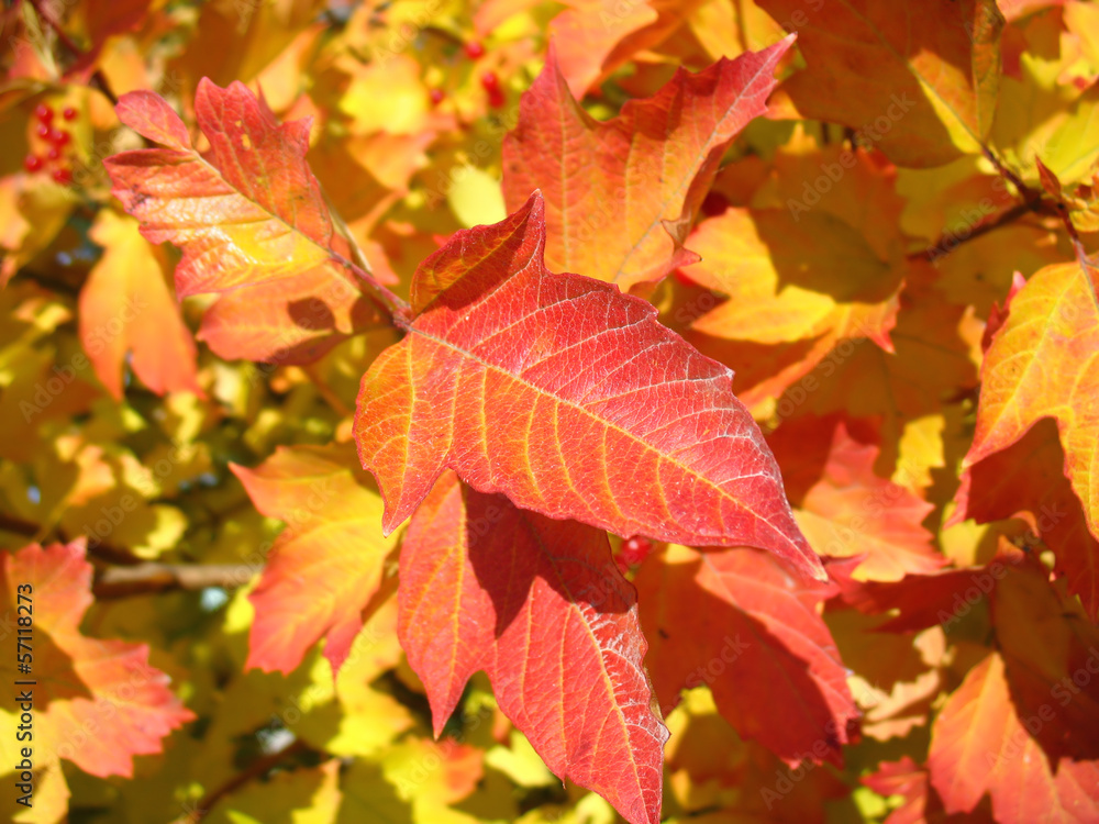 Red  leaf of viburnum in autumn. Macro