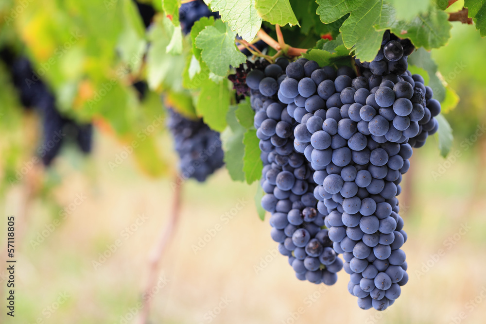 Large bunches of ripe red wine grapes on vine