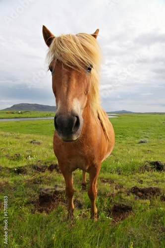 Icelandic Horse © diak
