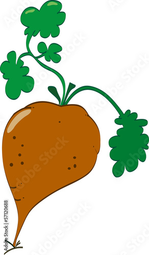 Beet