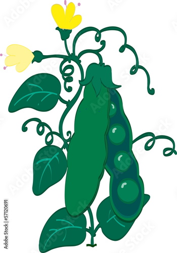 Green peas