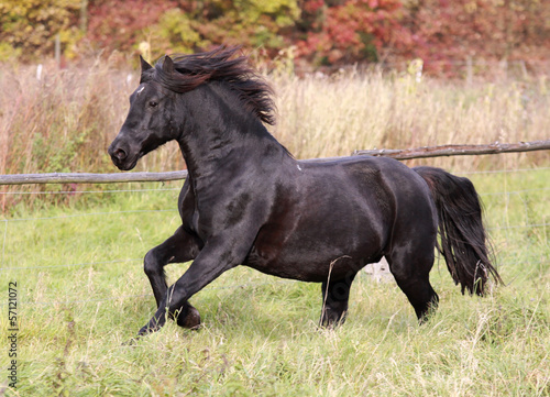Obraz na płótnie Welshcob auf der Herbstkoppel