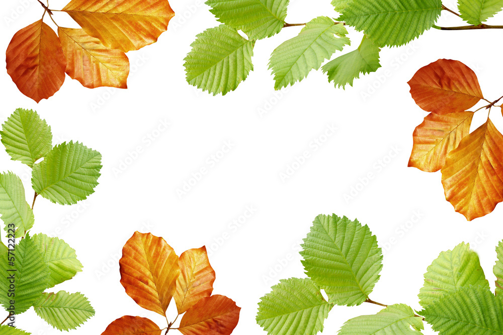 Herbstblätter Herbstblätter