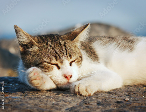 Cute yard cat sleeping on the pedestrian zone in Istanbul