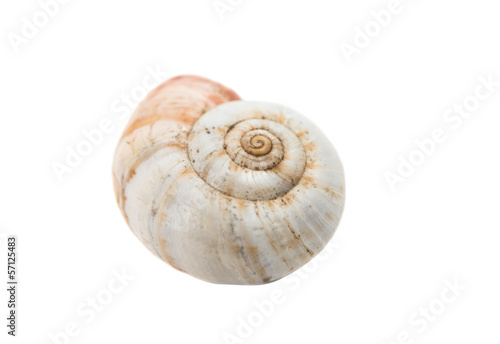 snail shell isolated
