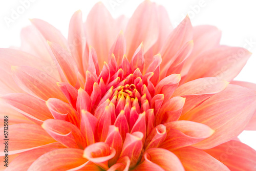 Fototapeta Naklejka Na Ścianę i Meble -  pink dahlia isolated