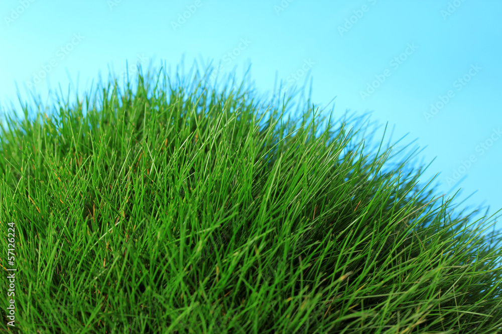 Fototapeta premium Beautiful green grass on blue background