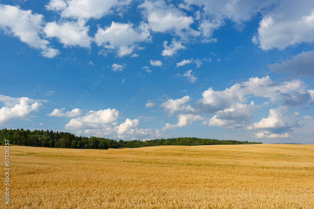 Summer landscape with a field and blue sky
