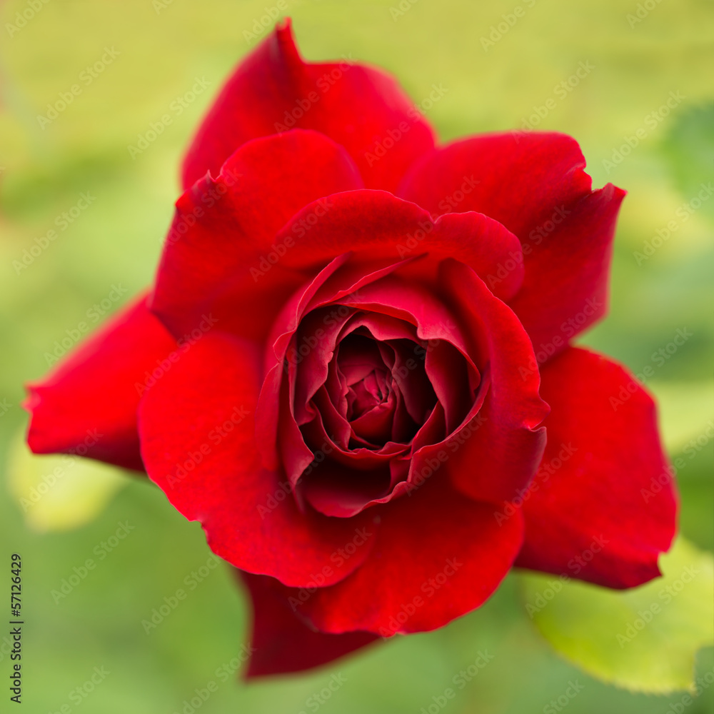 Obraz premium Red Rose flower