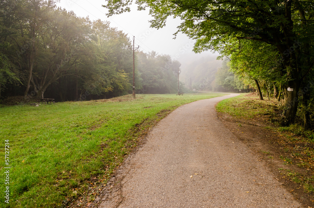Fototapeta premium Road in forest