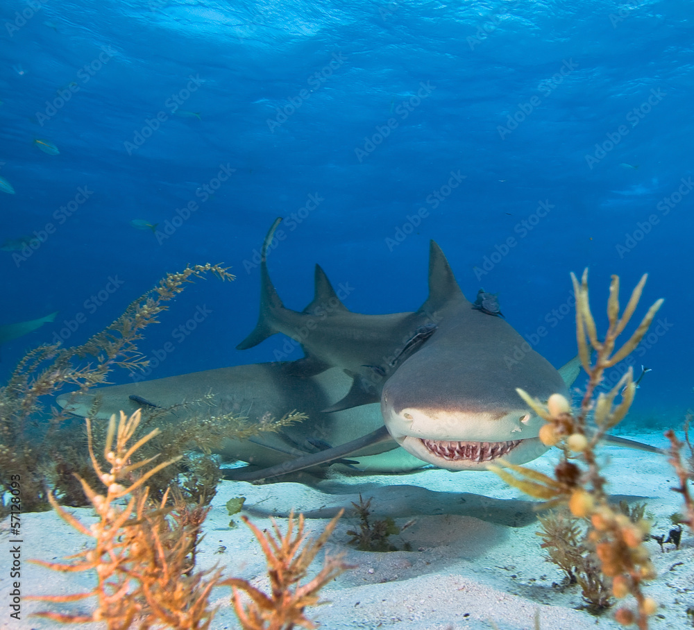 Obraz premium Lemon shark