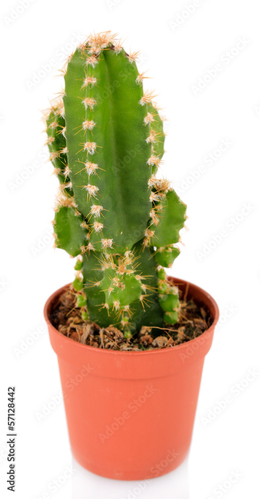 Cactus in flowerpot, isolated on white background