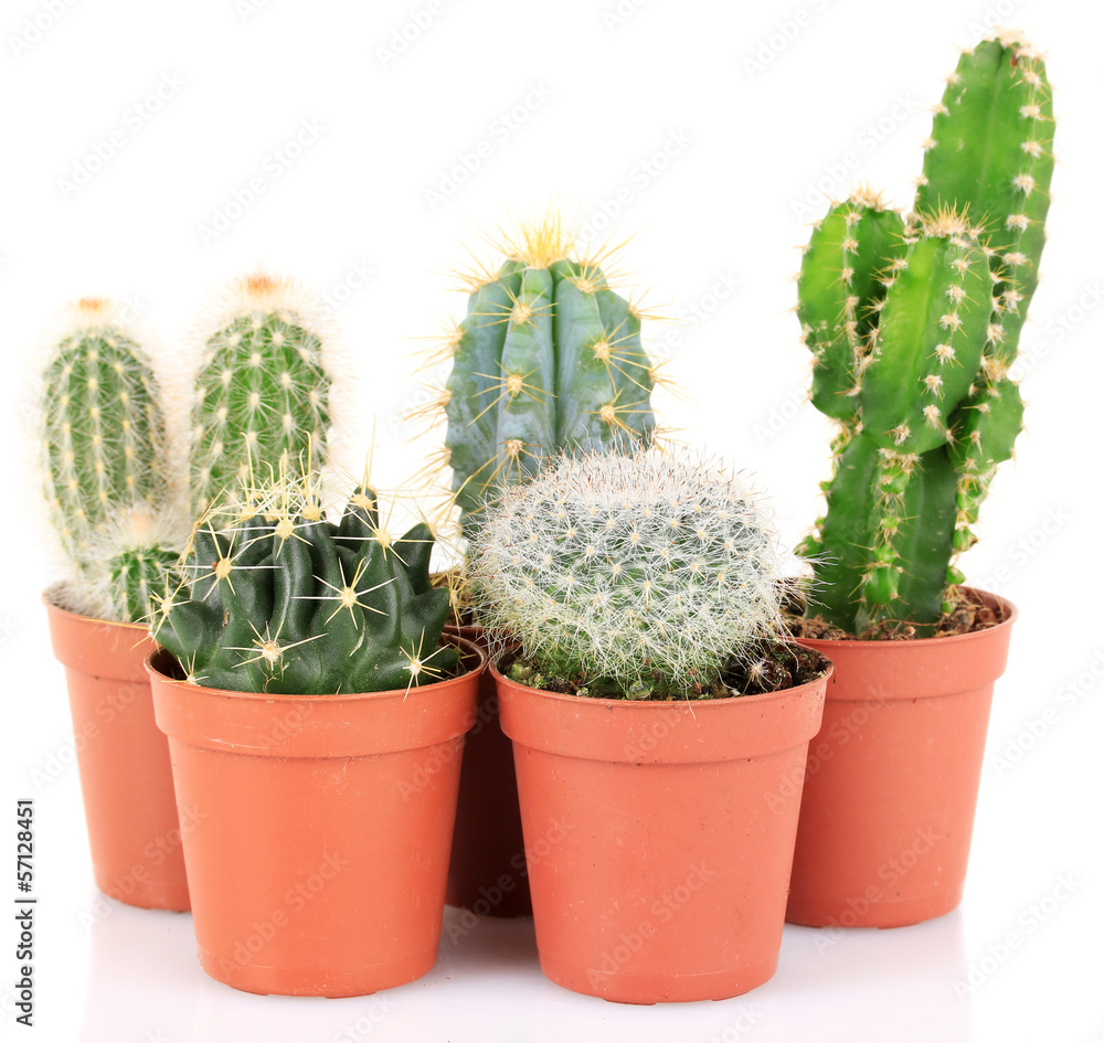Collection of cactuses, isolated on white Collection of cactuses, isolated on white