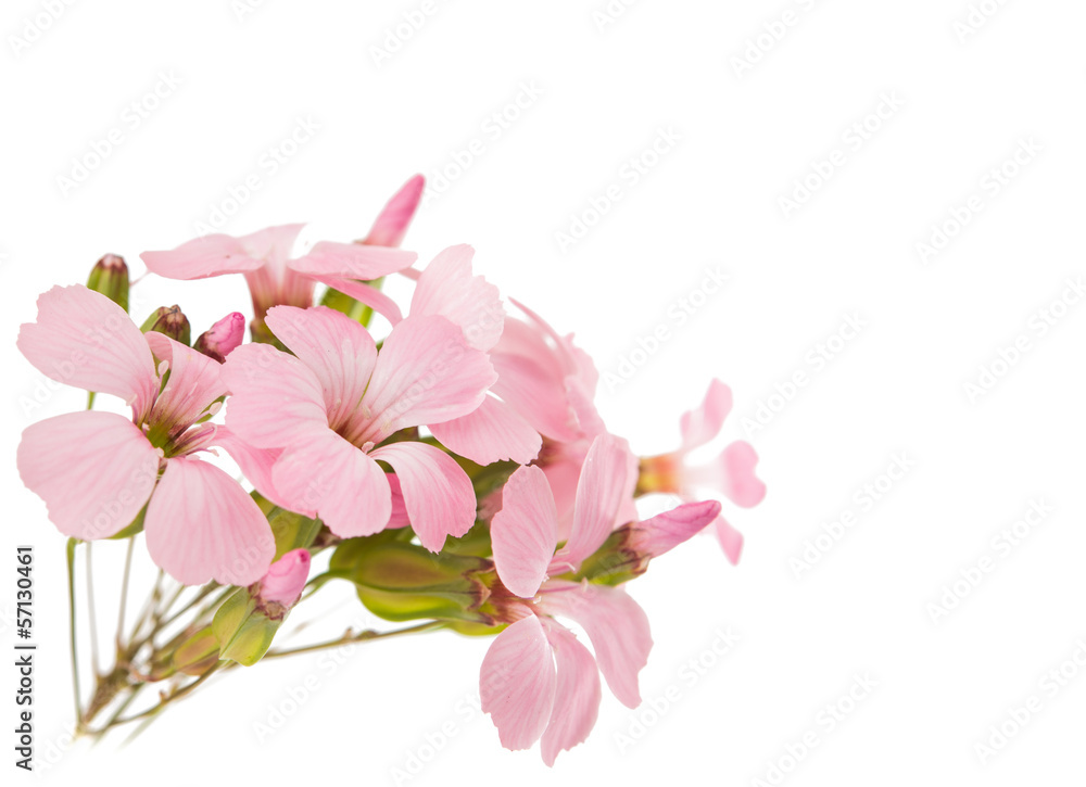 delicate pink flowers