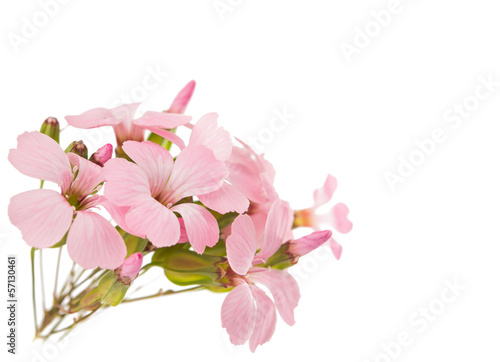 delicate pink flowers © ksena32