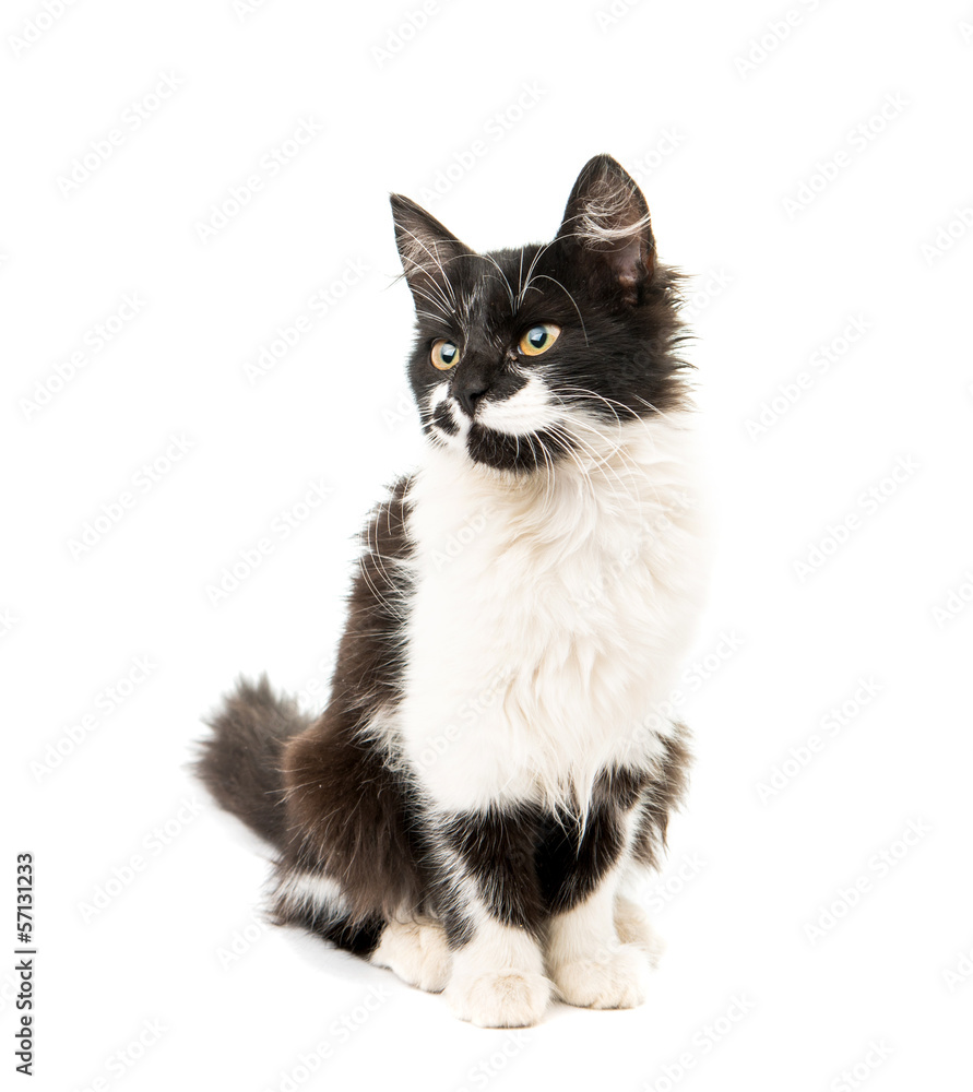 black and white kitten isolated