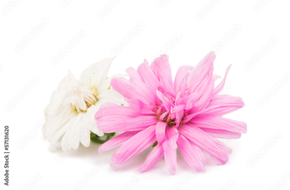 Fototapeta premium aster isolated