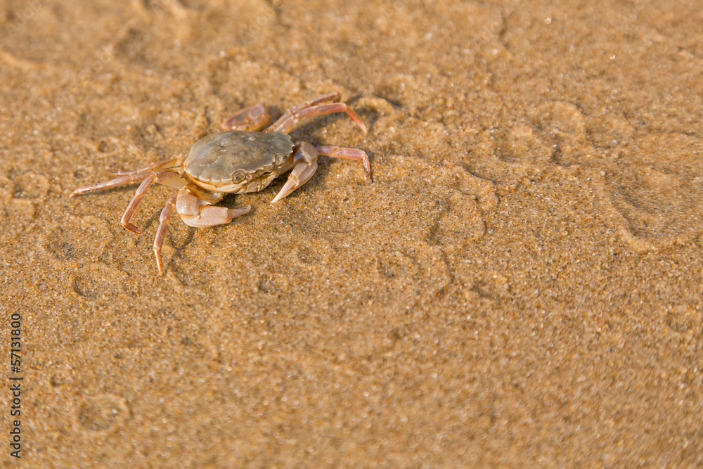 Baby crab on the sea shore