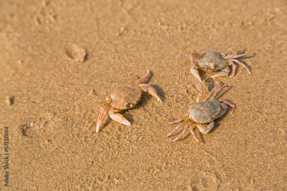 Baby crab on the sea shore