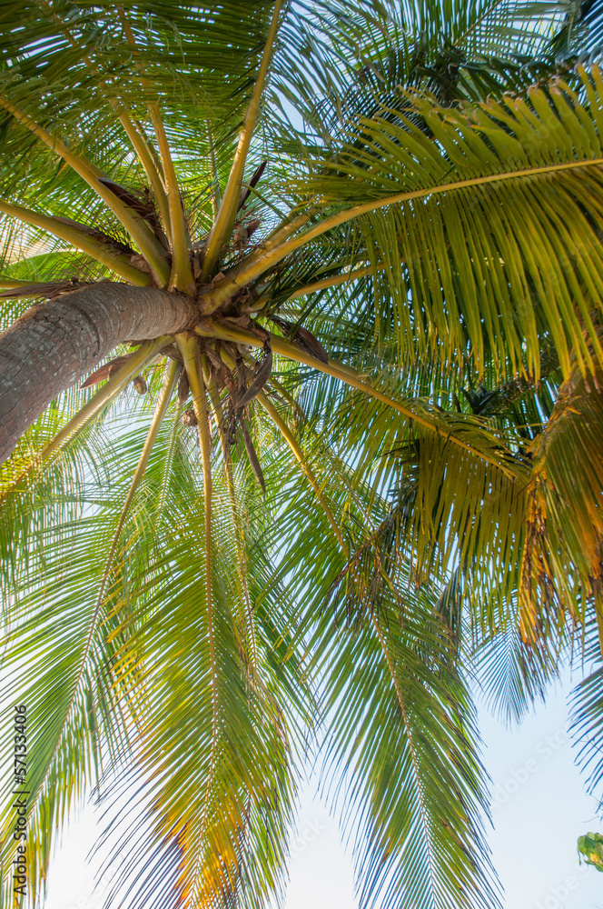 coconut tree on a beach