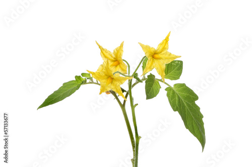 Tomato flowers