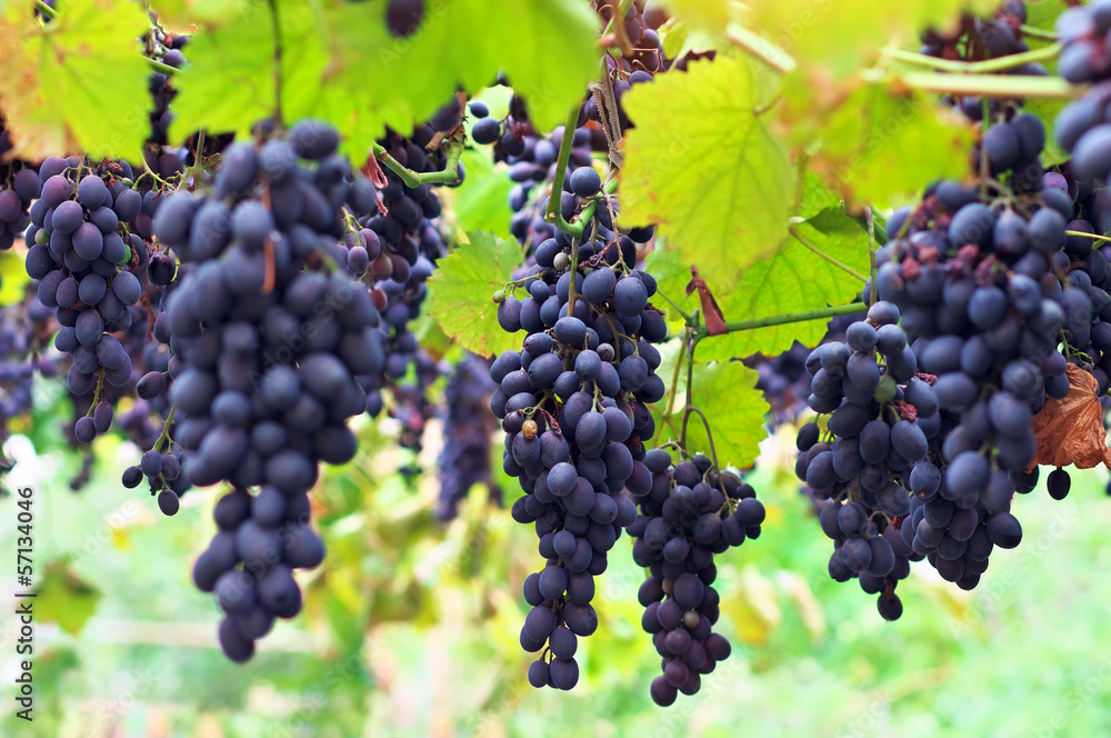 Ripe grapes Moldova. Ripe grapes with leaves and branches